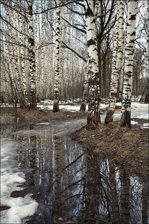 Запах весны