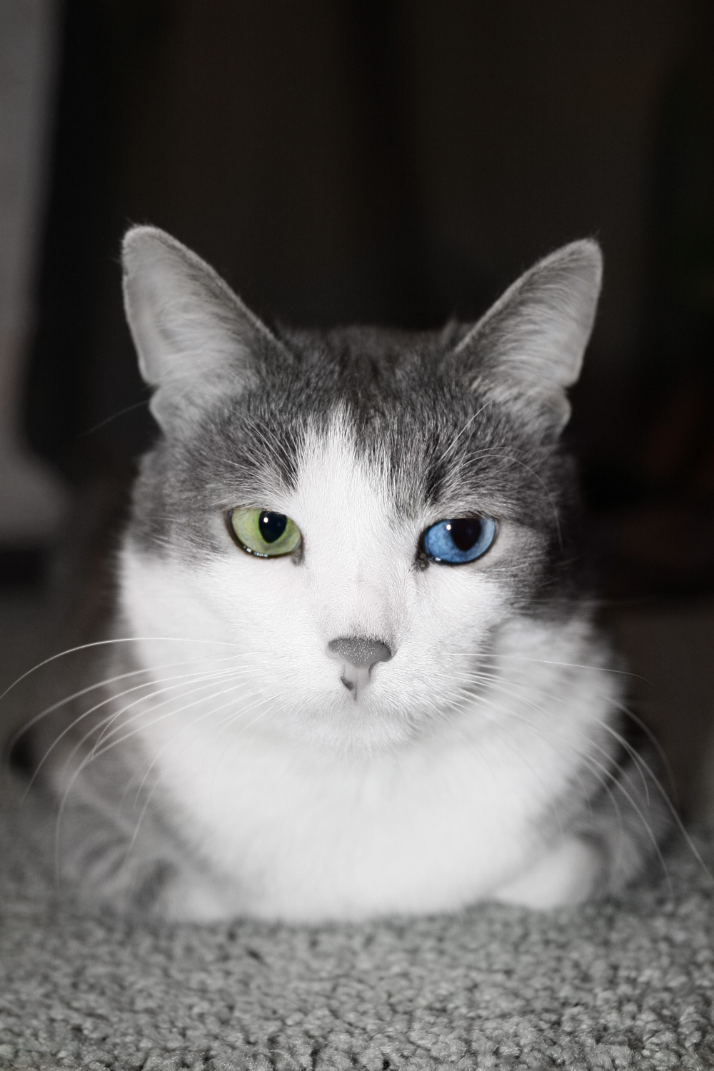 Про разноцветного кота...