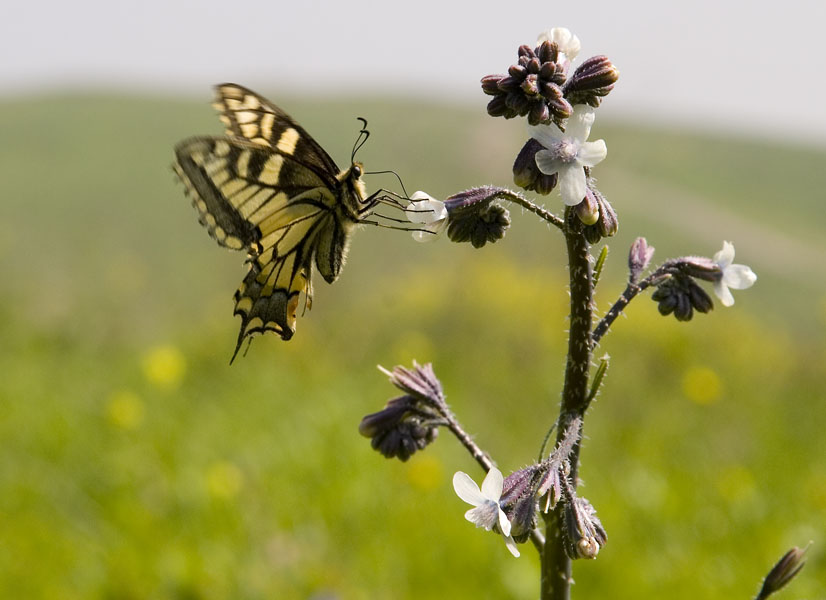 24884 Spring came: butterfly