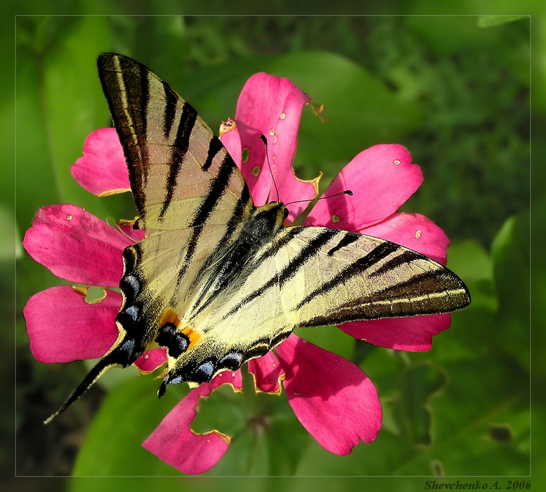 Символы. (Подалирий - Iphiclides podalirius L.)