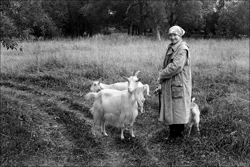 Черно-белая деревенская картинка с козами