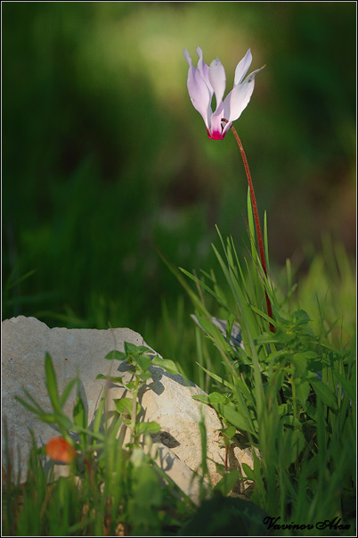 Wild Cyclamen