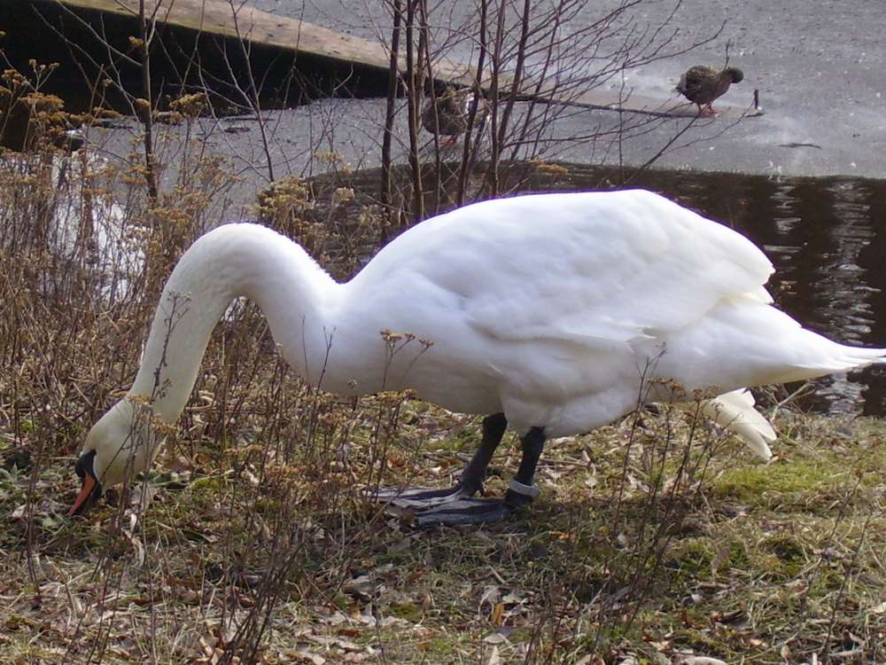 Лебедь