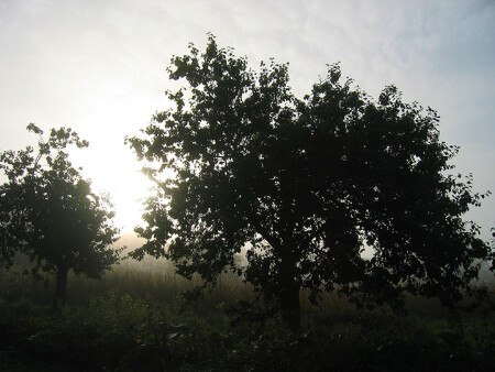Две яблони встречают Солнце. И я с ними.