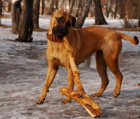 Собачьи радости
