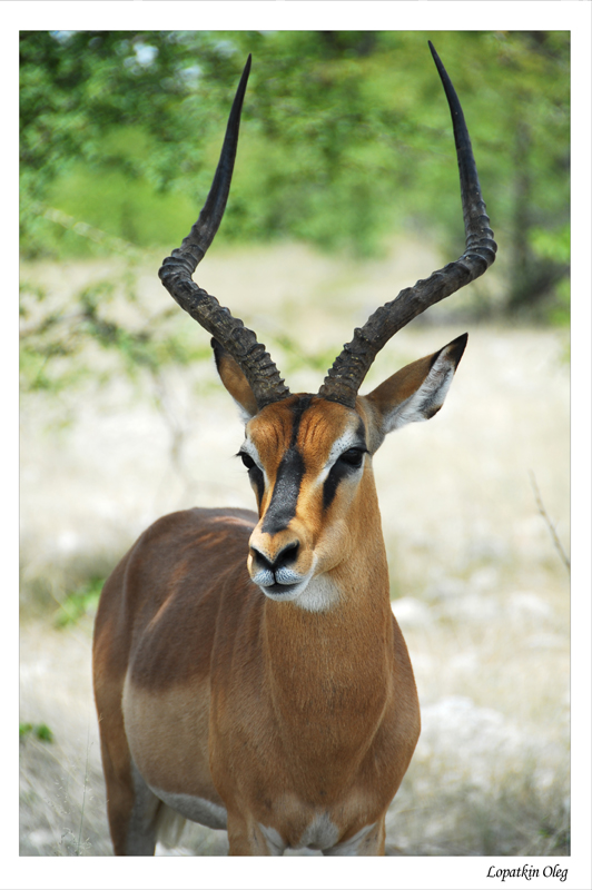 Black faced Impala
