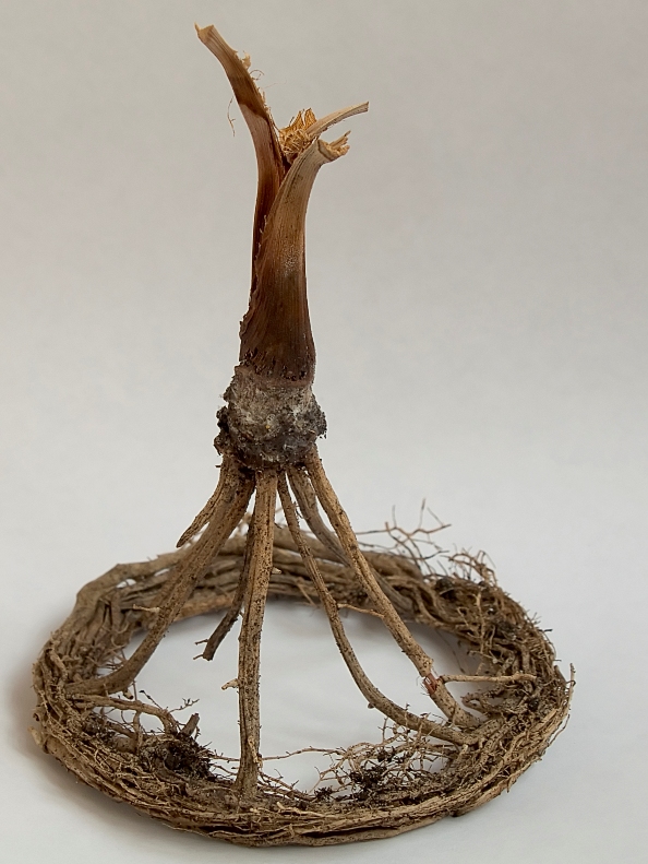 КОРНИ