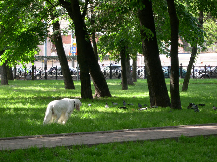 Идёт охота... на городском бульваре