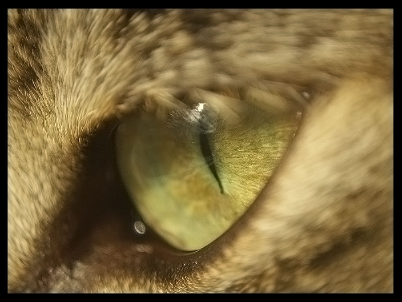 eye ...