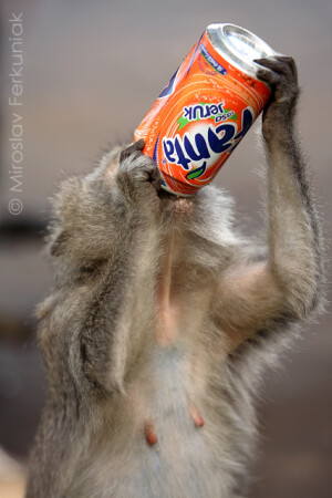 Monkey
