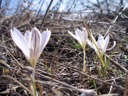 Подснежники