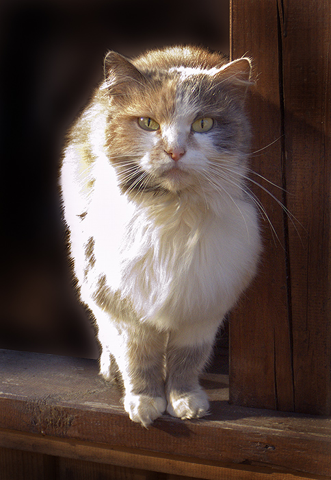 кота