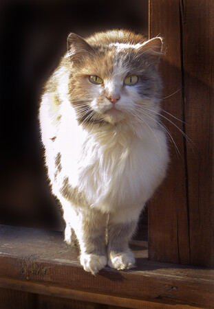 кота