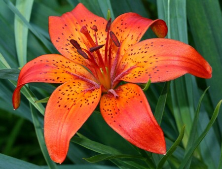 Лилия в цвету