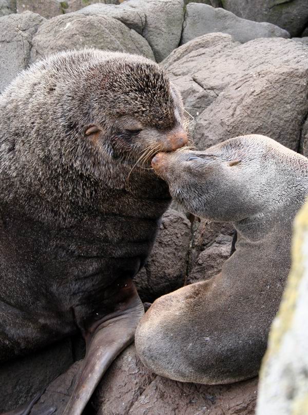 Kiss