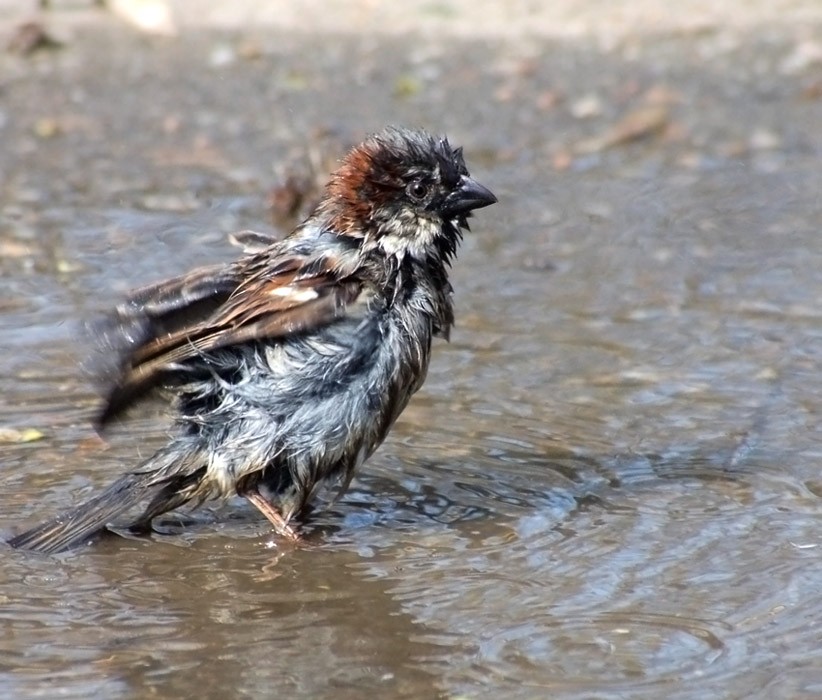 Водяной воробей