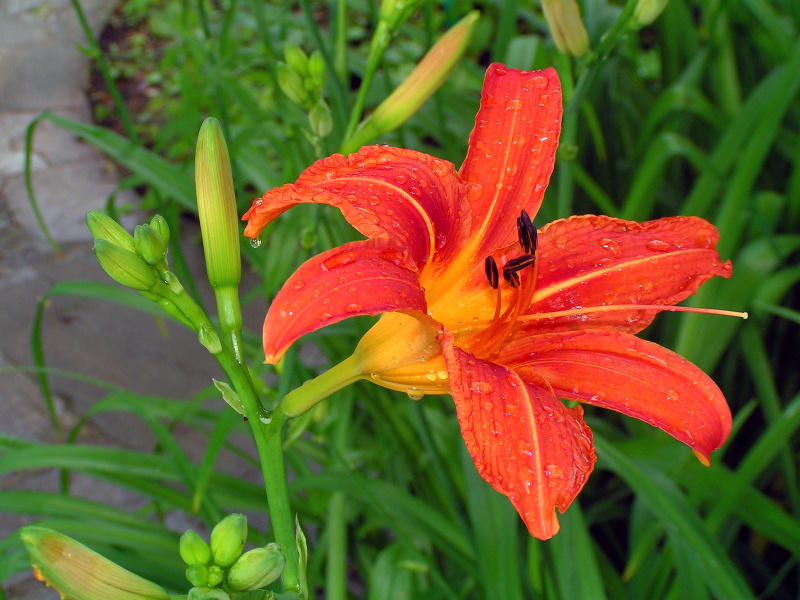flower