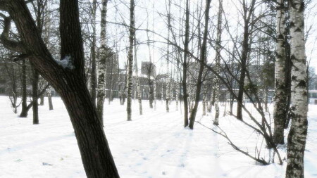 Лесок