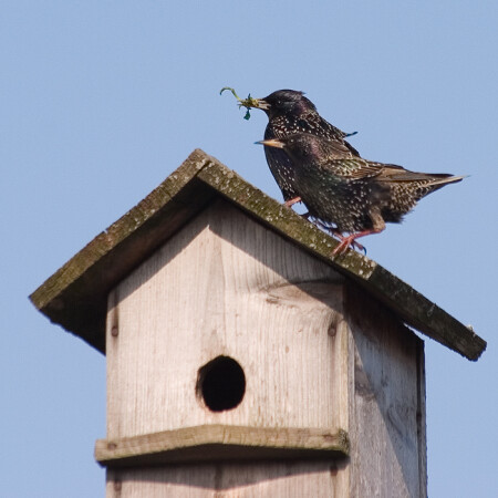 Скворцы прилетели