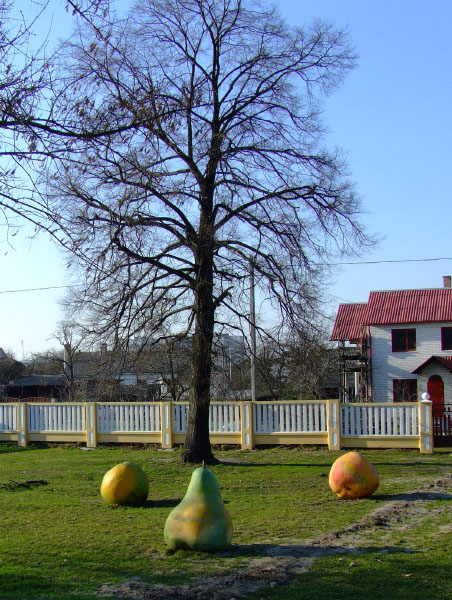 плоды природы 