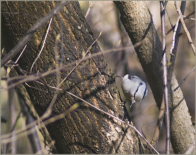 ПОПОЛЗЕНЬ (Sitta europaea) 