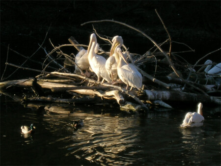 Пеликаний остров