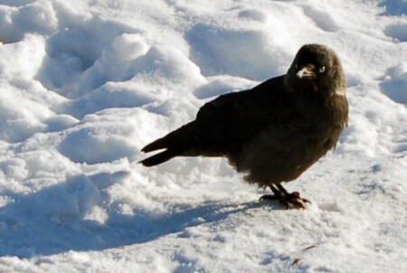 Весна на носу)