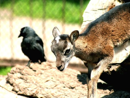 Травка зеленеет