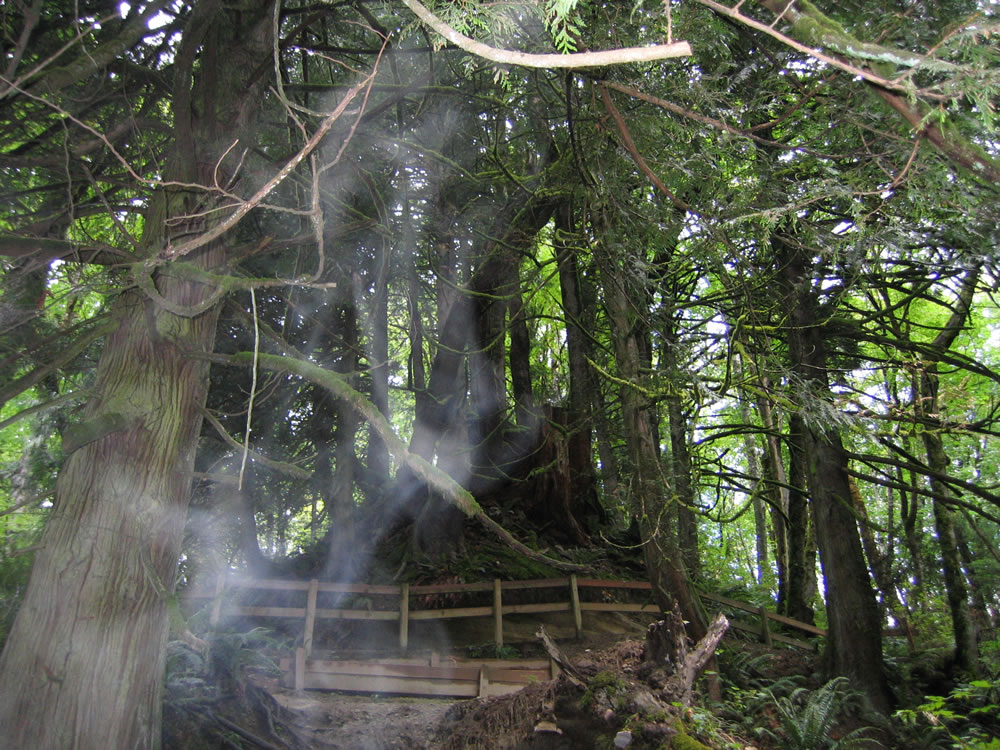 Ghost of the Woods