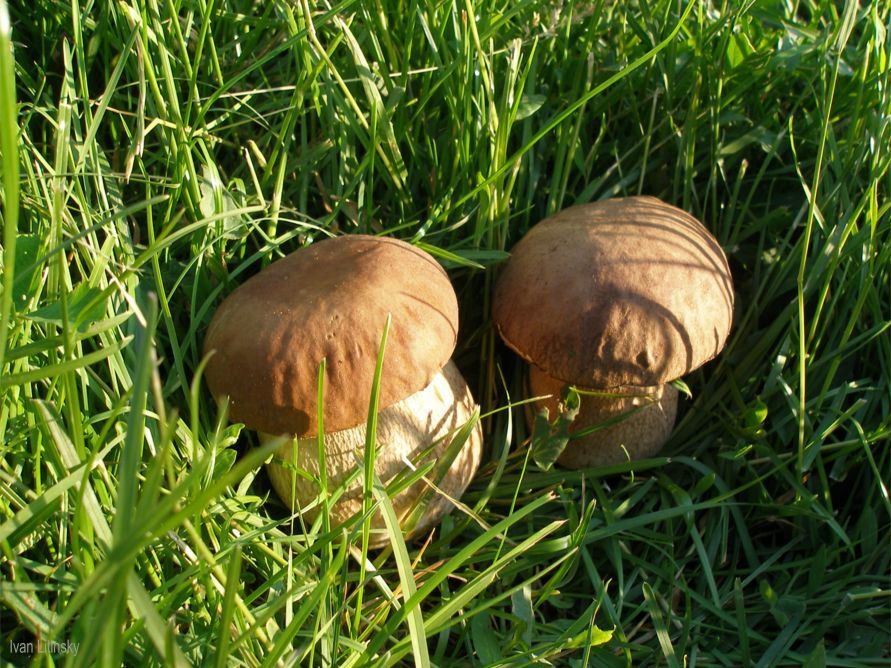 Грибочки