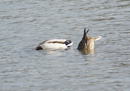 Ща поглядим!