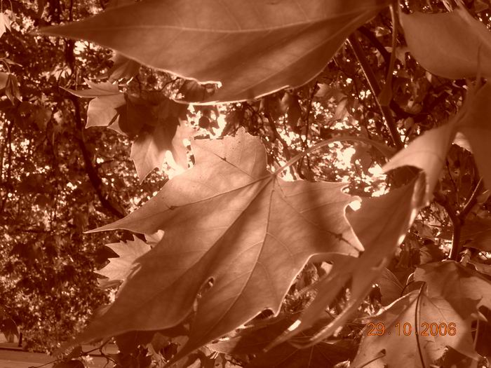 --MAPLE--