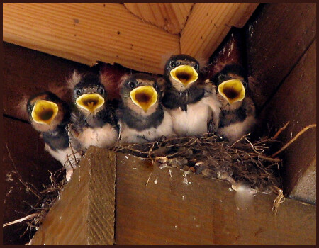 Хор им. Пятницкого