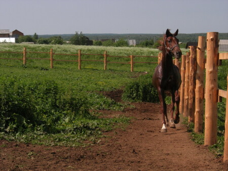 Жеребец в леваде