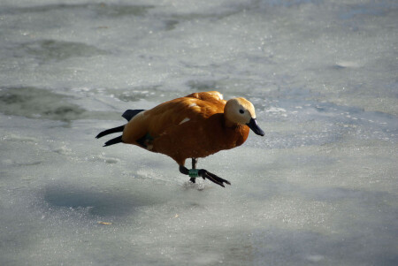 А где весна ?