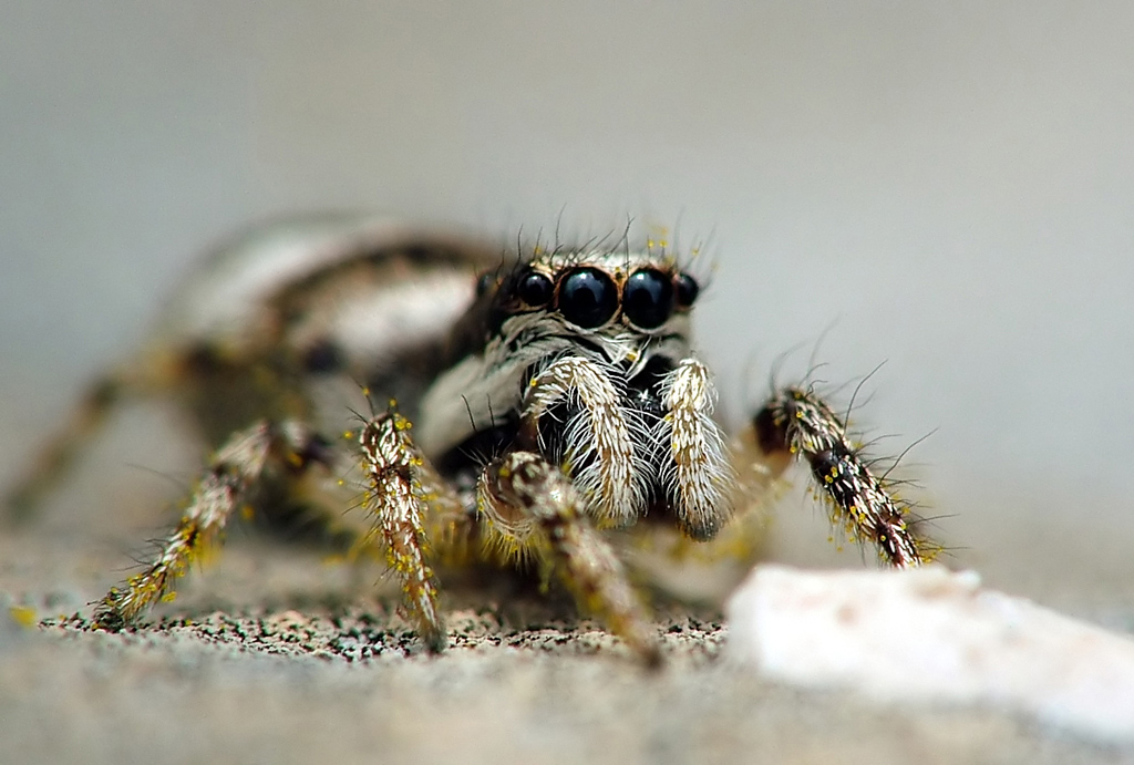Salticidae паук - моя любимая модель ! : ))