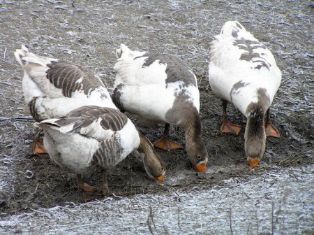 Синхронное ныряние...