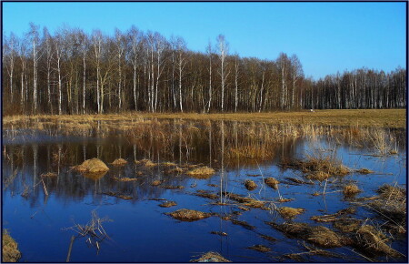 Синь весенняя...