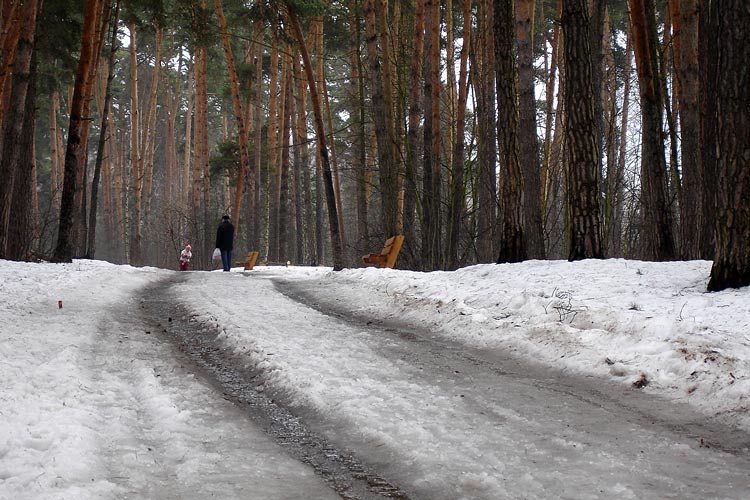 Про весну в Серебряном бору