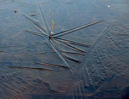 Замерзшая жизнь