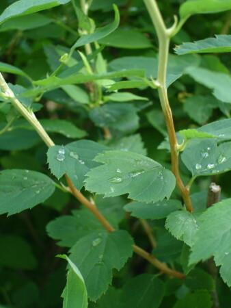 Пробуждение росы