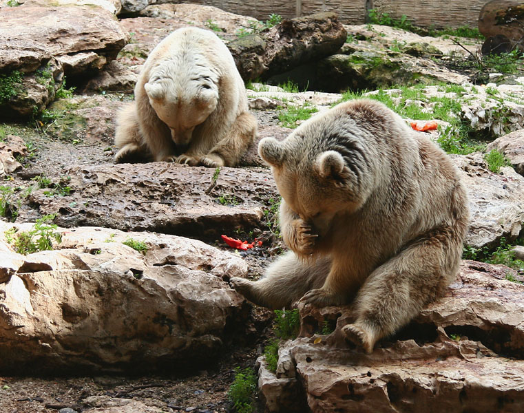 08397.b Bears Meditation class