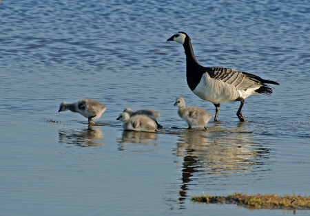 На прогулке