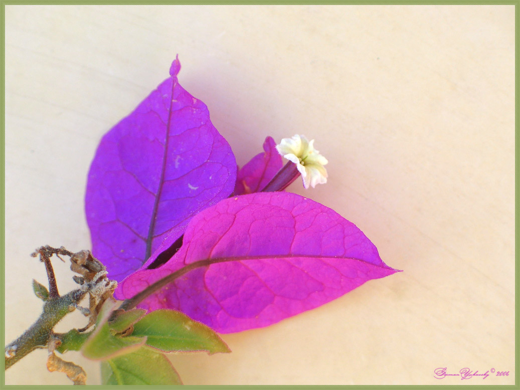 Color