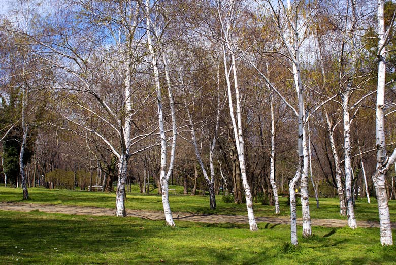 Березки