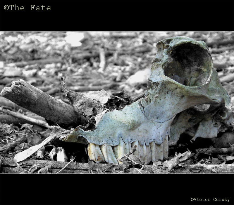 Fate