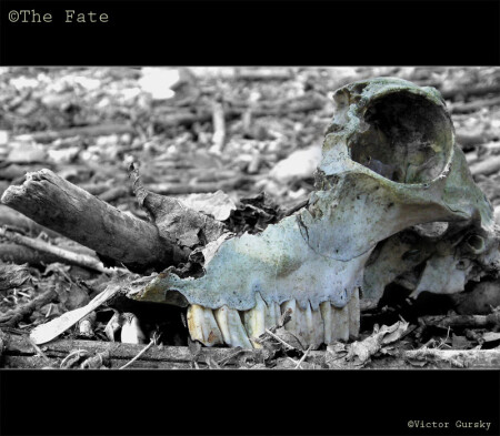 Fate