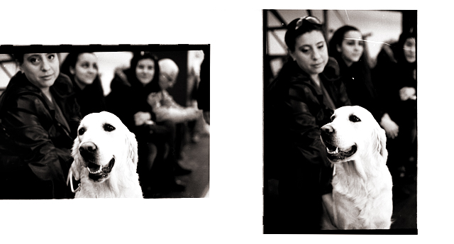 love dog