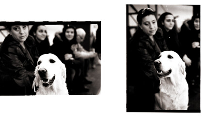 love dog
