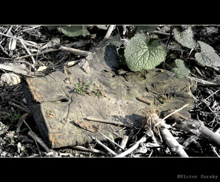Lost glove-lost life